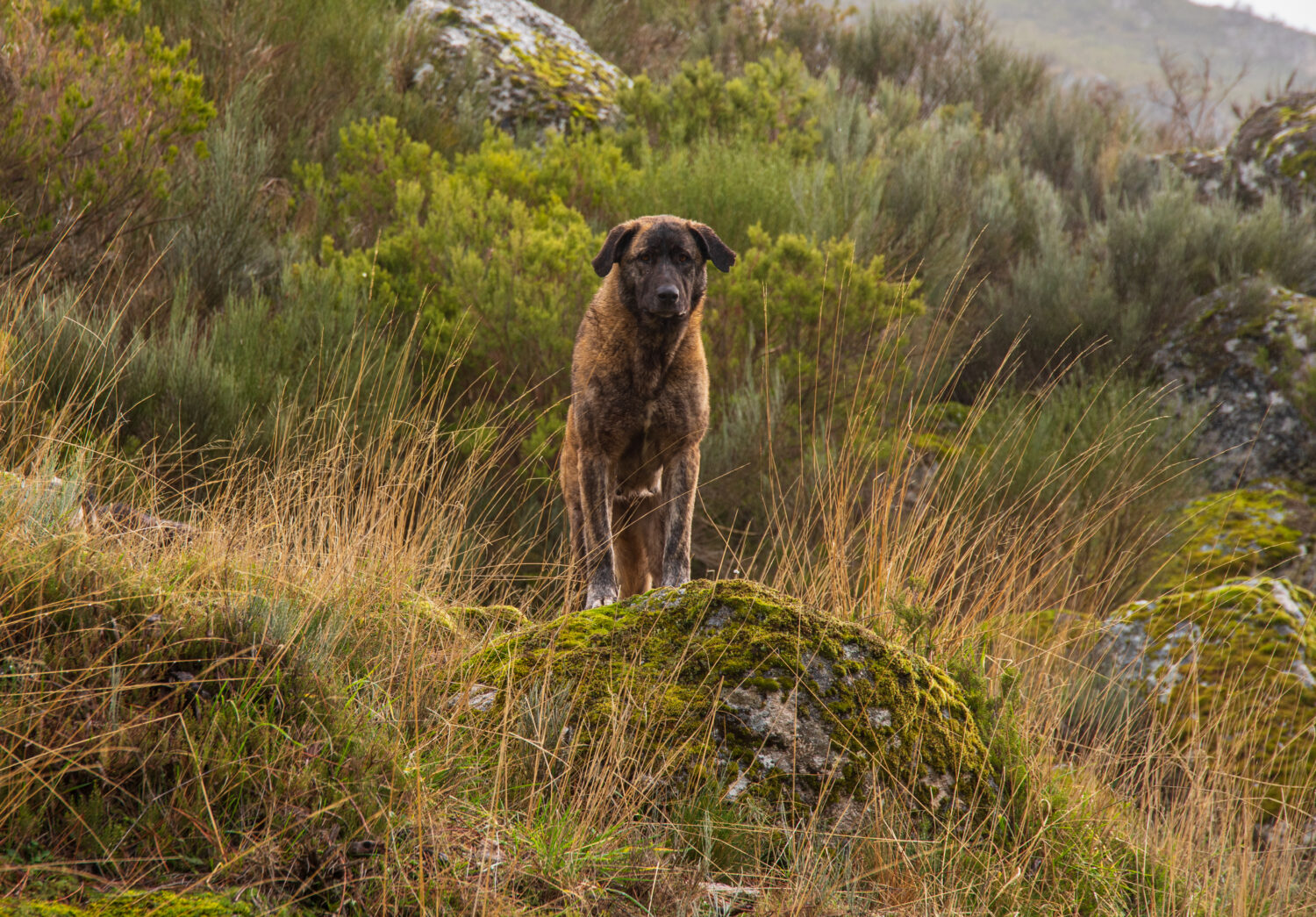 Cão de Serra de Estrela von vorne