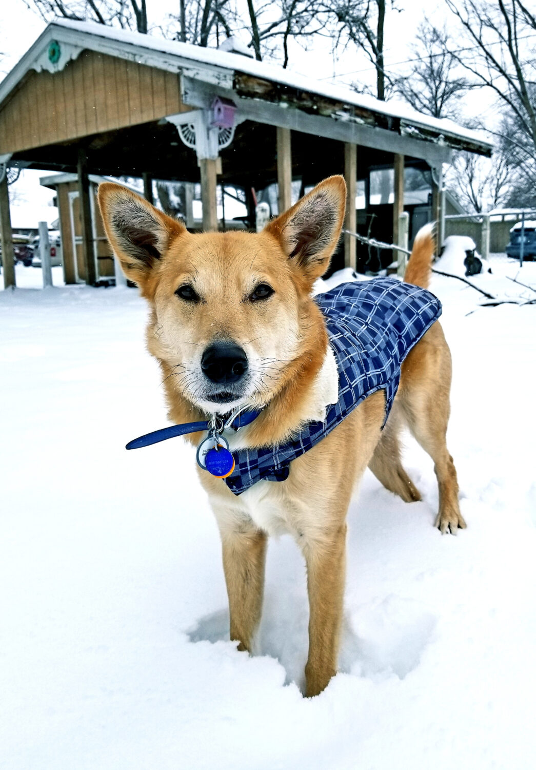 Carolina Dog im Schnee