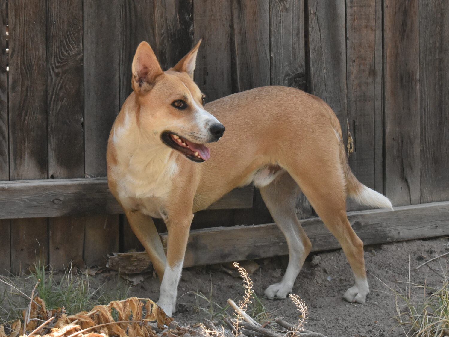 Carolina,Dog,,Cattle,Dog,,With,Fence,Background,Orange,Yellow,White