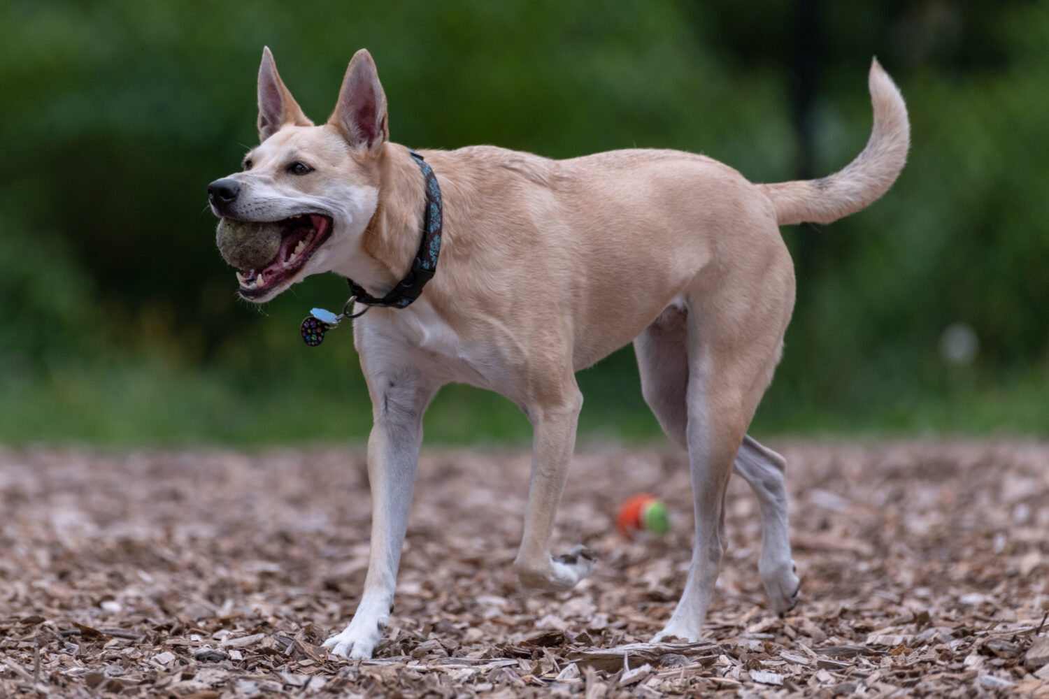 Carolina Dog mit Ball