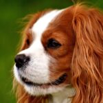 Cavalier King Charles Spaniel