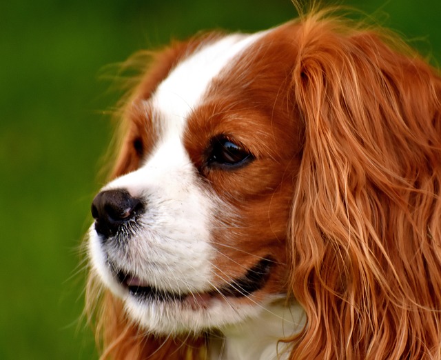 Cavalier King Charles Spaniel - Steckbrief, Charakter, Wesen und Haltung