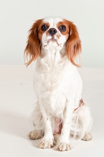 Cavalier King Charles Spaniel - Steckbrief, Charakter, Wesen und Haltung