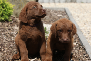 Chesapeake Bay Retriever Welpen