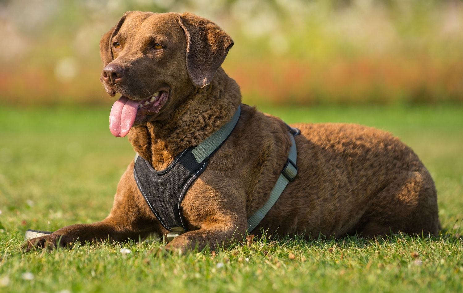 Chesapeake Bay Retriever im Liegen