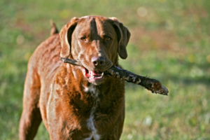 Chesapeake Bay Retriever im Portrait