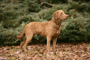 Chesapeake Bay Retriever von der Seite