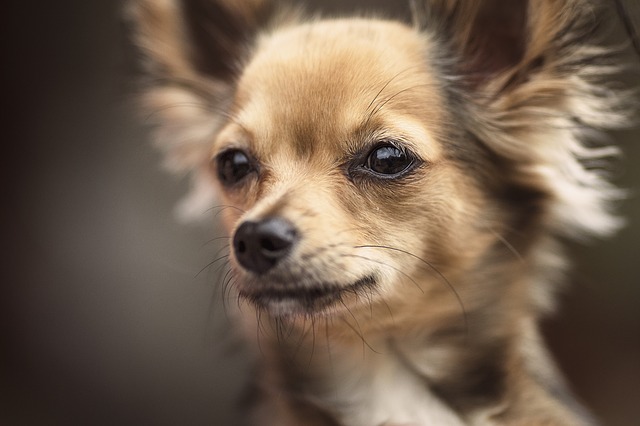 Beliebte Hunderassen: Chihuahua