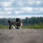 Chinese Crested