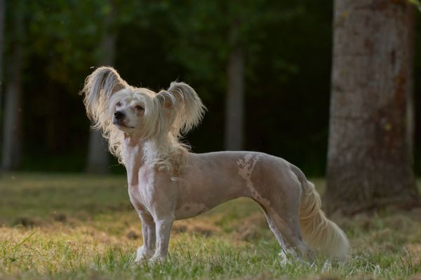 heller, nackter Hund mit etwas Fell an den Ohren.