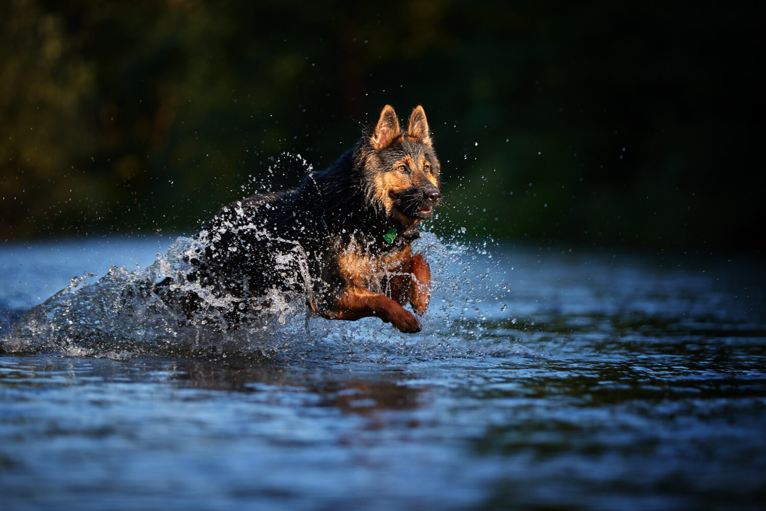 Chodsky Pes rennt im Wasser