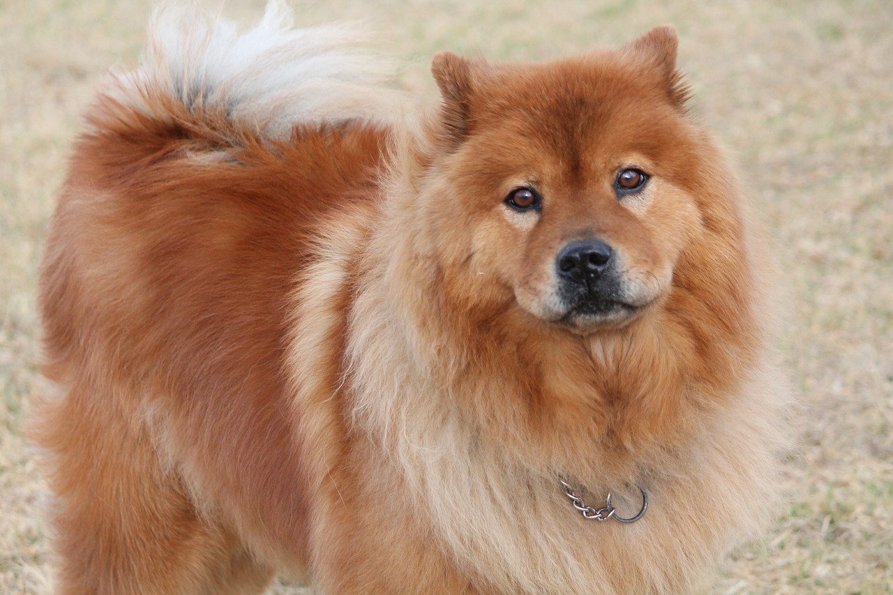 chinese chow chow