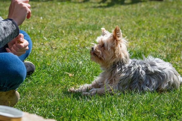 Clickertraining Hund Belohnung