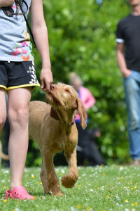 Clickertraining mit dem Hund