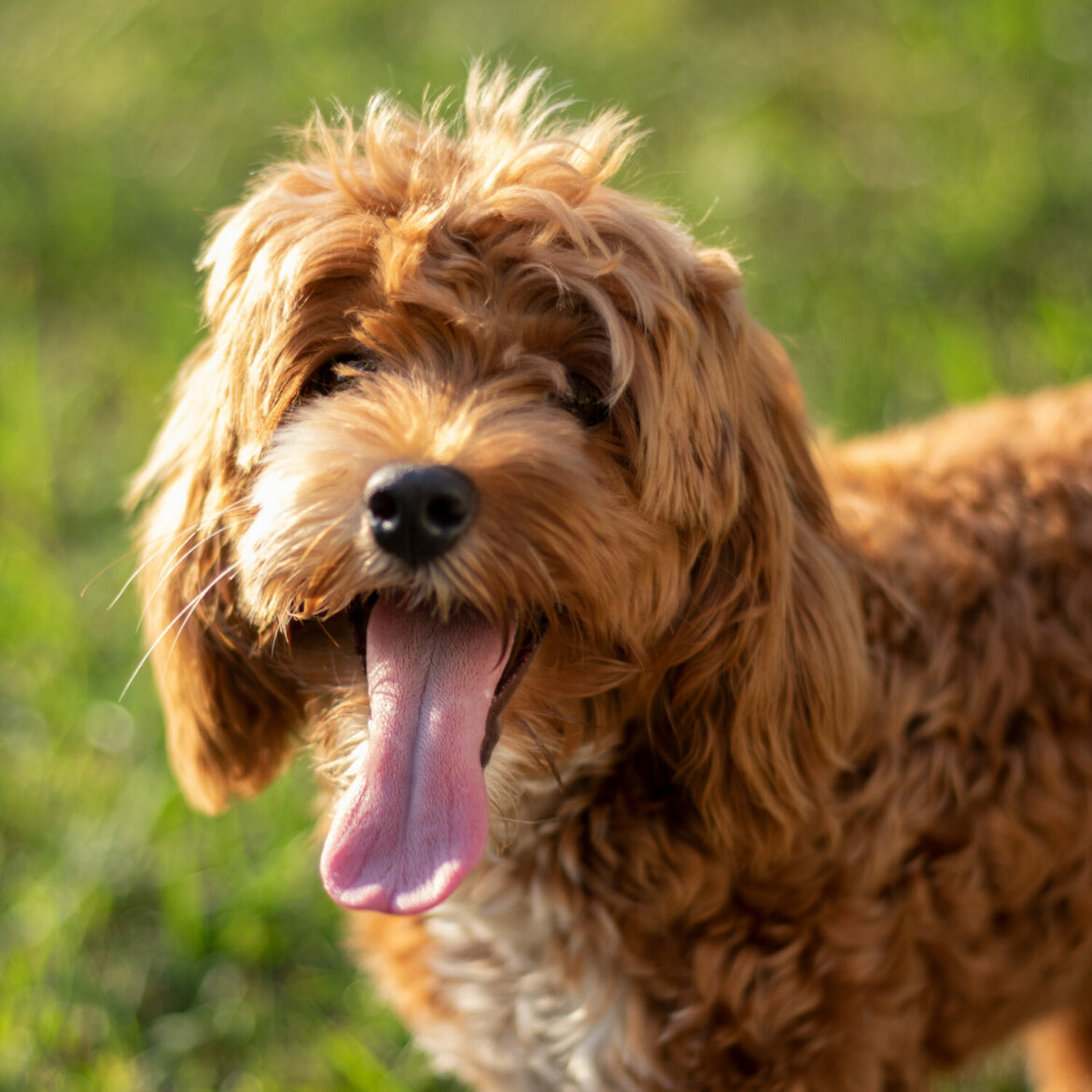 Cockapoo 🐶 Steckbrief, Charakter, Wesen und Haltung