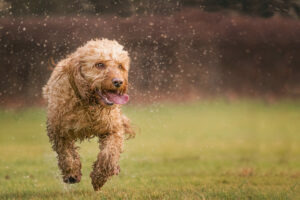 Cockapoo im Auslauf