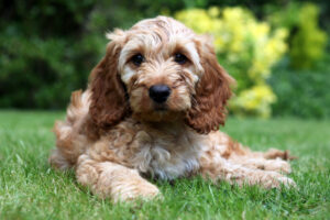 Cockapoo im Liegen