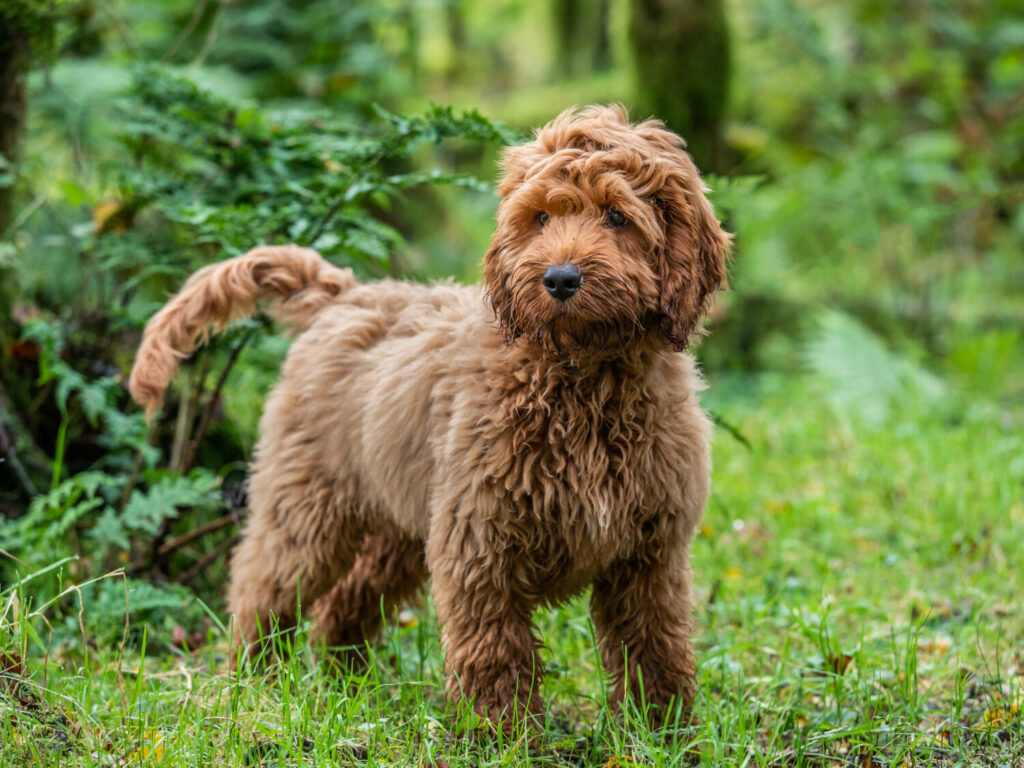 Cockapoo in der Natur