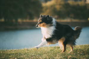 Collie im Auslauf