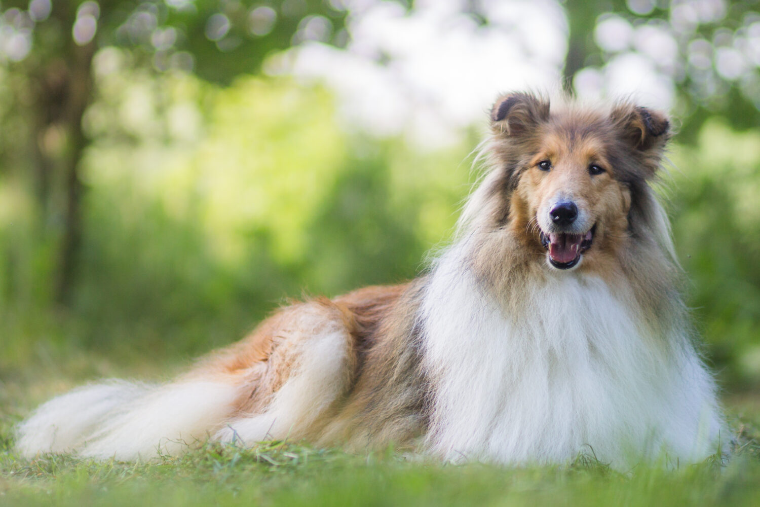 Ist Lassie ein amerikanischer Collie?