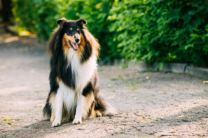 Collie im Sitzen