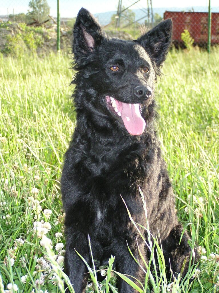 Kroatischer Schäferhund