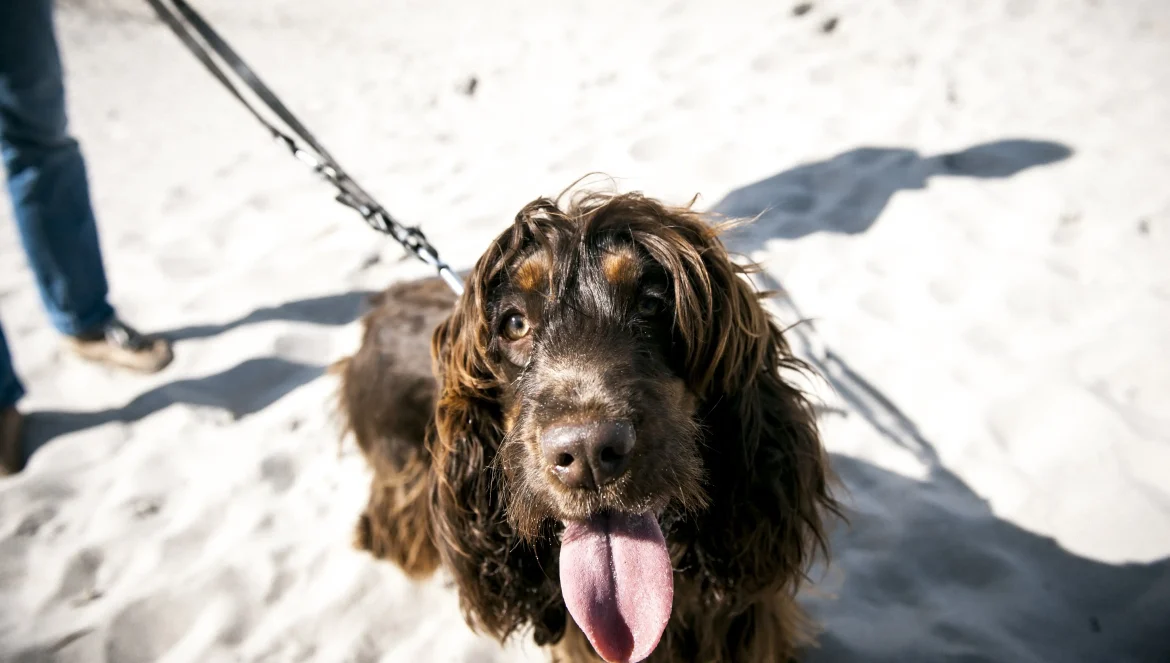 Feriepartner Hvide Sande - Hund Sitz am Strand und schaut in die Kamera