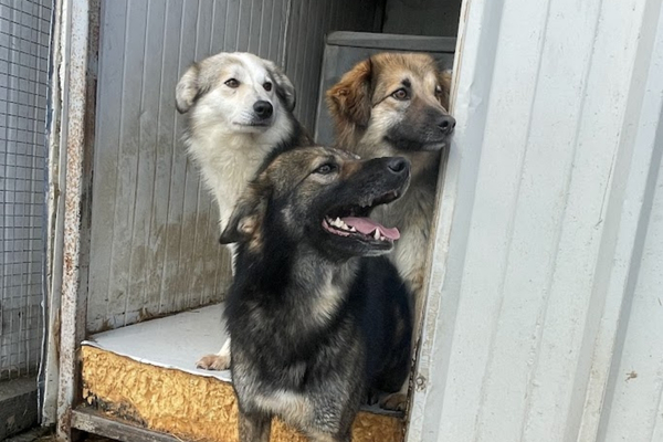 Das schwarze Schaf Tierrettung: Drei Hunde schauen aus Container