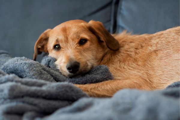 Deckentraining: Hund liegt entspannt auf Decke.