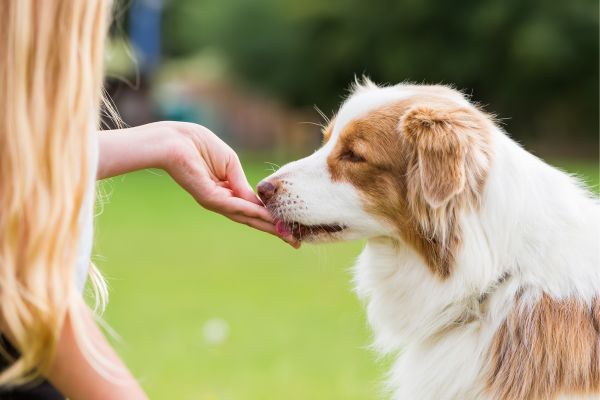 Deckentraining: Hund bekommt ein Leckerli