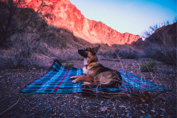 Deckentraining: Hund liegt auf Decke im Freien.