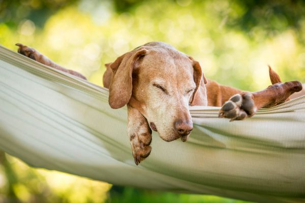 Deckentraining: Hund entspannt auf Hängematte