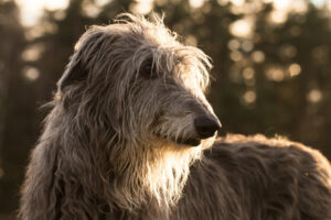 Deerhound Kopf