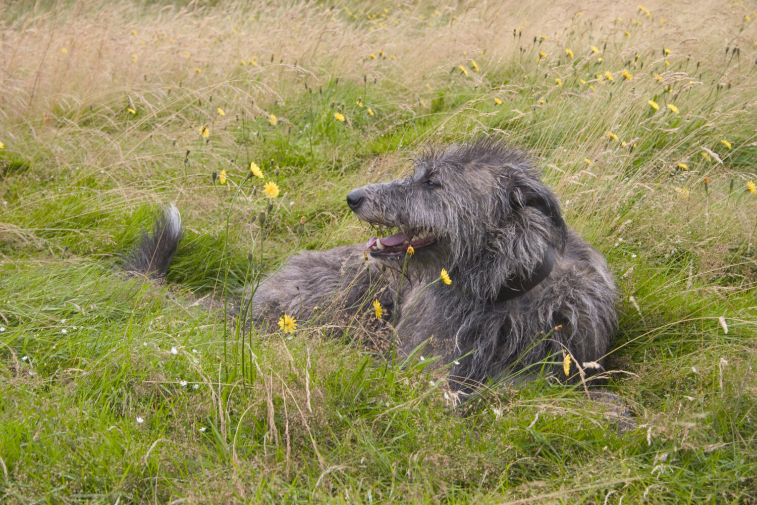 Deerhound im Liegen