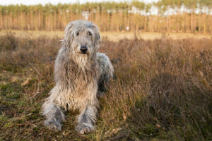 Deerhound im Portrait