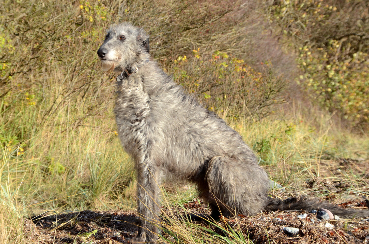 Deerhound im Sitzen