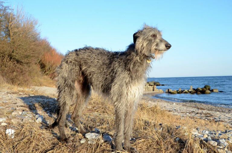 Deerhound