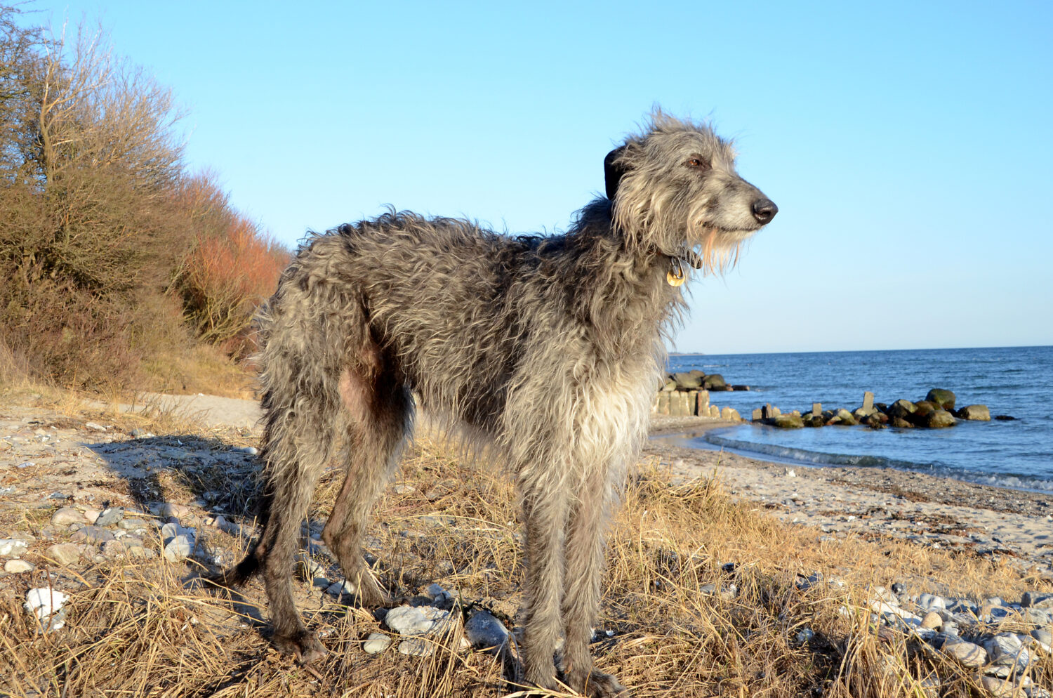 Deerhound von der Seite