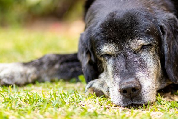 Demenz bei Hunden: Alter dunkler Hund liegt auf einer Wiese