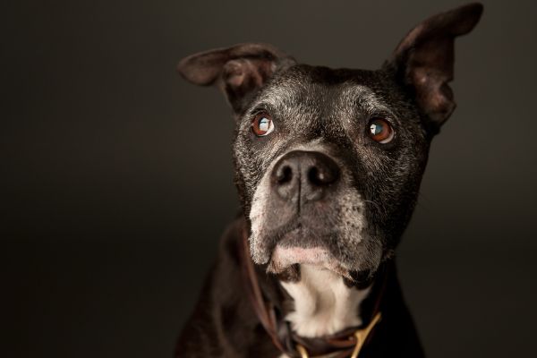 Demenz bei Hunden: Sitzender dunkler Hund