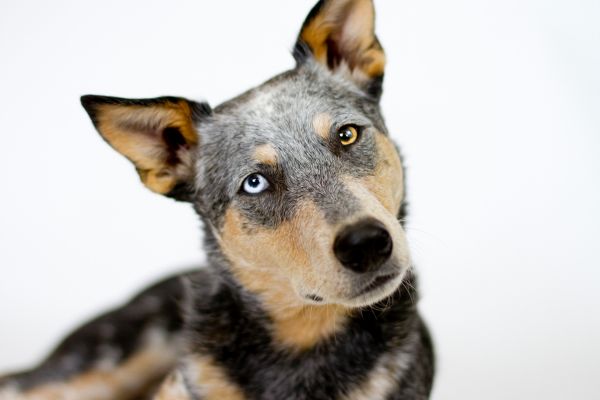 Denksport für Hunde: Hund legt den Kopf schief und blickt neugierig drein. 