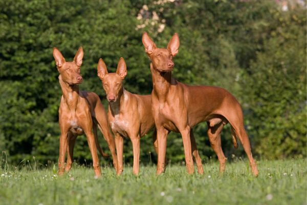 Der teuerste Hund der Welt: Drei Pharaonenhunde stehen auf Gras.