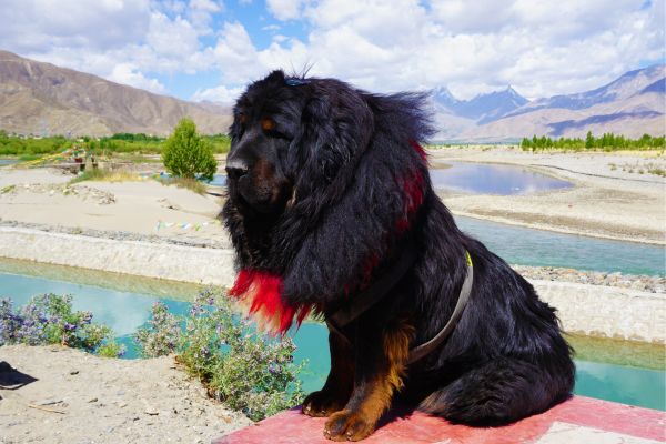 Der teuerste Hund der Welt: Tibet Dogge sitzt vor Fluss.