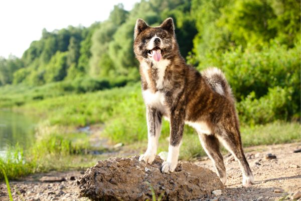 Der teuerste Hund der Welt: Akita Inu steht auf Fels.