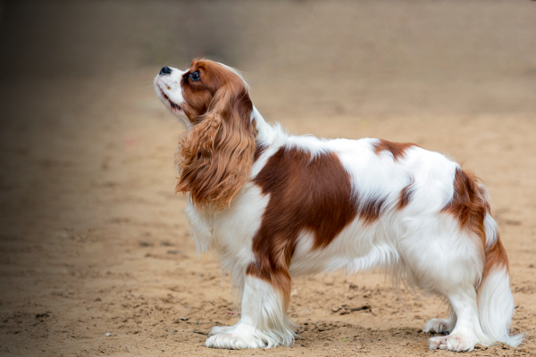 Cavalier King Charles Spaniel