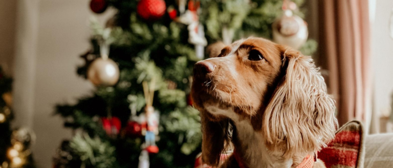 Weihnachten mit Hund – So feierst Du sicher