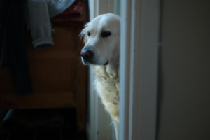 Vorteile Hund: Hund steht an der Tür