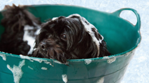 DIY Hundeshampoo: Hund in Wanne