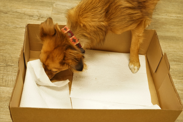 Hund sucht Futter im Karton