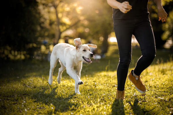 Hund läuft hinter Mensch her
